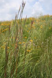 Image result for Andropogon lima