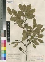 Image result for Cassipourea fanshawei