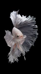 Free Wallpaper For Iphone 7 Plus With Albino Betta Fish Picture 13 Of 20 Pics Betta Fish Types Fish Wallpaper Betta Fish