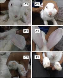 Image result for scabies rabbits ears