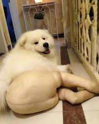 Just Some Shaved Dogs Lolsnaps