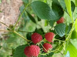 Image result for Rubus iringanus