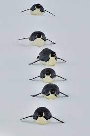 第16回 渡辺佑基 ペンギン クジラの大スペクタクル動物ショー ペットの鳥 ペンギン かわいい かわいいペンギン