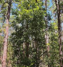 Image result for Scolopia