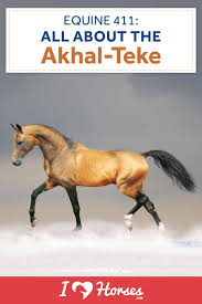 Sign in to disable all ads. Equine 411 All About The Akhal Teke