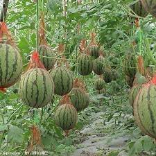 Limited On Space Grow Your Watermelon S Jardin Potager Jardins Potagers Verticaux Jardin Fruitier