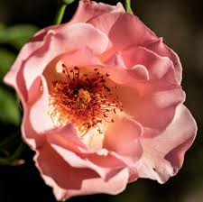 Fiori bianchi fiori simili alle rose. Rose Fior Di Rovo