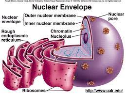 Nuclear Envelope Cell Cycle Nuclear Membrane Cell Model