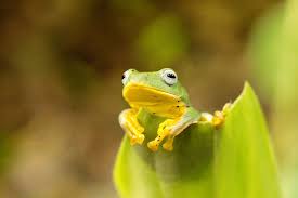 pin by d e b r a l on f r o g s more animals frog gods creation