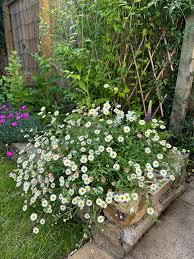 Image result for Erigeron karvinskianus
