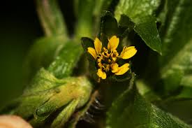 Image result for Sclerocarpus africanus