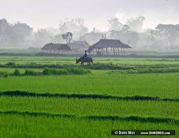 Nyaungshwe Burma Myanmar Rice Field In Burma Myanmar Burma Myanmar Myanmar Places Worth Visiting