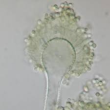 Aspergillus flavus aspergillus flavus produces the carcinogenic mycotoxin, aflatoxin which often contaminates foods such as nuts. Aspergillus Flavus Wikipedia