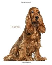 It is one of several varieties of spaniel and is the foundation o. Journal Red Cocker Spaniel Publications Dreamflight 9781981086504 Amazon Com Books