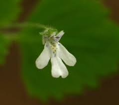 Image result for Diclis tenella