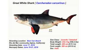 Find out the maximum weight & length, estimated population, life expectancy and more. San Jose Man Convicted Of Unlawfully Killing Great White Shark
