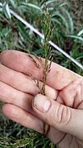 Image result for Poa schimperiana