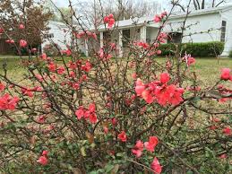 Image result for Chaenomeles japonica