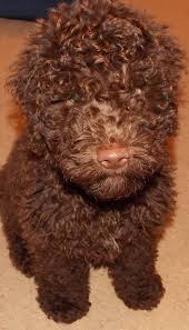 While our experience in the spanish water dog breed dates back to 2001, our experience in breeding and showing dogs dates back to 1985. Spanish Water Dog Our Spanish Water Dog