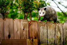 13 Facts About Opossums Mental Floss Watch online and download summer camp island (tv series) season 1 cartoon in high quality. 13 facts about opossums mental floss