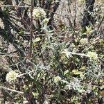 Image result for Helichrysum globosum