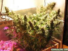 Kingled grow light has adopted the newest samsung leds and 10 times california lightworks solarstorm 440w led grow light. Light Options For A 3x3 Tent 420 Magazine