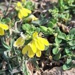 Image result for Justicia odora