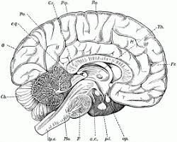 Add these free printable science worksheets and coloring pages to your homeschool day to reinforce science knowledge and to add variety and fun. Human Anatomy Coloring Sheets High Quality Coloring Pages Coloring Home