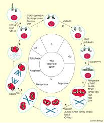 Does animal cells have centrioles. Centrioles Take Center Stage Sciencedirect