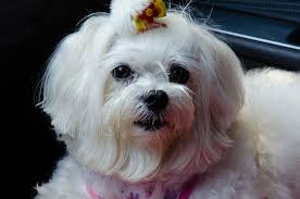 Maltese Terrier Malta Kopegi Cinsi Kopekler Hakkinda Her Sey Satin Alma Sahiplen