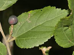 Image result for Grewia mildbraedii