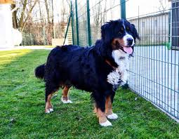 So ist der berner sennenhund vor allem etwas für alle, die es gemütlicher mögen. Berner Sennenhund Till Rude Zuhause Gefunden Berner Sennenhunde In Not E V Happy Ends Archiv Von Zergportal De
