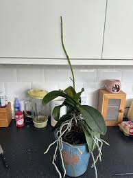 Orchids Tips and Tricks