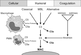 Image result for Complement Pathway