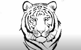 How To Draw A Tiger Face Step By Step In 2021 Tiger Drawing Tiger Face Easy Animal Drawings