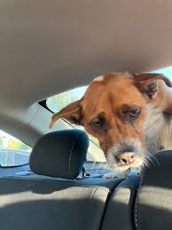 Lost and found pets in Vacaville area