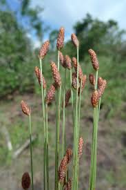 Image result for Bulbostylis