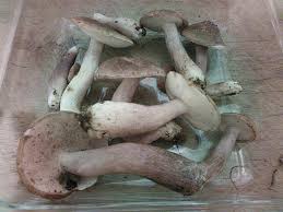 Image result for Boletus separans