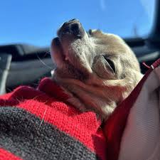 THE BEST 10 Veterinarians near LOUETTA, TX 77379