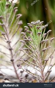 Image result for Bryophyllum tubiflorum