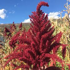 Image result for Amaranthus cruentus