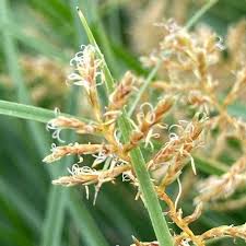 Image result for Cyperus tenax