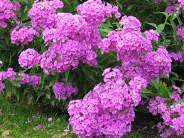Phlox Pflanzen Paniculata Gross Busch Blueten Ueppig Pflanzen Bodendecker Gartenpflanzen
