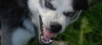 Es gibt alte hunde, wohin damit? Seit Wann Gibt Es Hunde Spick