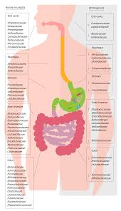Proton Pump Inhibitors And Dysbiosis Current Knowledge And