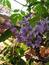 Image result for Solanum seaforthianum