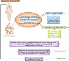 Brain Natriuretic Peptide An Overview Sciencedirect Topics