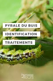 Pyrale du buis traitement : Pyrale Du Buis Identification Et Traitement Pyrale Du Buis Buis Chenille Du Buis