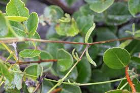 Image result for Silene burchellii