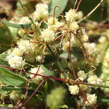 Image result for Cuscuta planiflora